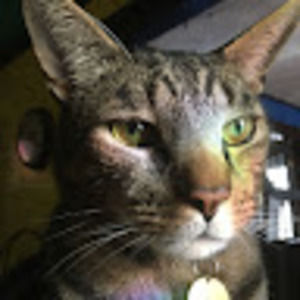 Meet your Posher, Tyson